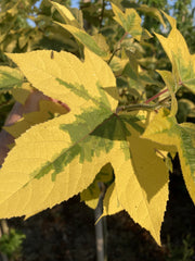 Liquidambar formosana 'Golden Limelight' - bonte amberboom met goudgele bladrand en limegroen hart