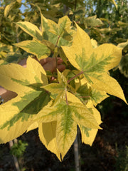 Liquidambar formosana 'Golden Limelight' - bonte amberboom met goudgele bladrand en limegroen hart