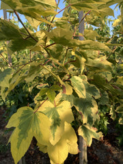 Liquidambar formosana 'Golden Limelight' - bonte amberboom met goudgele bladrand en limegroen hart