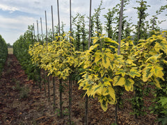 Liquidambar formosana 'Golden Limelight' - bonte amberboom met goudgele bladrand en limegroen hart