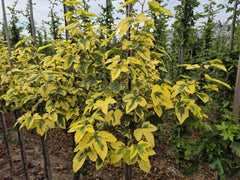 Liquidambar formosana 'Golden Limelight' - bonte amberboom met goudgele bladrand en limegroen hart