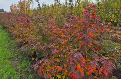 Liquidambar formosana 'Ellen' - rode amberboom met herfstverkleuring bij Hortus Conclusus

