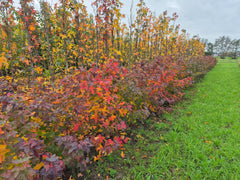 Liquidambar formosana 'Ellen' - rode amberboom met herfstverkleuring bij Hortus Conclusus