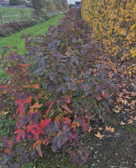 Liquidambar formosana 'Ellen' - rode amberboom met herfstverkleuring bij Hortus Conclusus