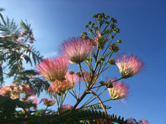 Albizia julibrissin 'Tropical Dream' - Sierboom - Hortus Conclusus