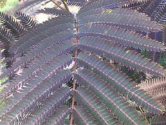 Albizia 'Evi's Purple Hortusconclusus.be sierboom