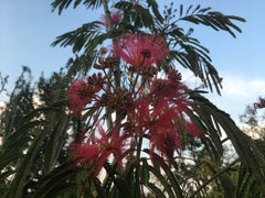Albizia 'Evi's Purple Hortusconclusus.be sierboom