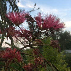 Albizia 'Evi's Purple Hortusconclusus.be sierboom