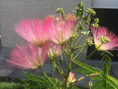 Albizia julibrissin 'Tropical Dream' - Sierboom - Hortus Conclusus