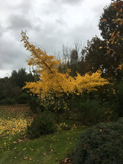 Ginkgo biloba 'Horizontalis'