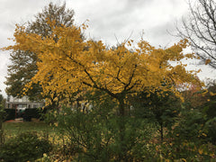 Ginkgo biloba 'Horizontalis'