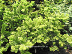 Abies balsamea 'Nana' - Hortus Conclusus
 - 1