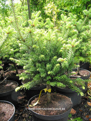 Abies balsamea 'Piccolo' - Konifeer - Hortus Conclusus  - 3
