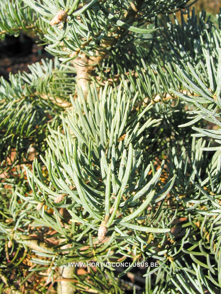 Abies concolor 'Archer's Dwarf' - Konifeer - Hortus Conclusus  - 1