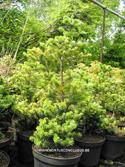 Abies koreana 'Lipettal' - Konifeer - Hortus Conclusus  - 1