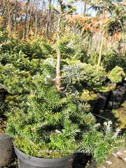 Abies koreana 'Lipettal' - Konifeer - Hortus Conclusus  - 2