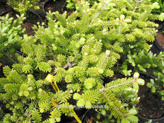 Abies koreana 'Luminetta' - Konifeer - Hortus Conclusus  - 1