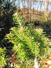 Abies koreana 'Luminetta' - Konifeer - Hortus Conclusus  - 2