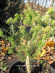 Abies koreana 'Luminetta' - Konifeer - Hortus Conclusus  - 3