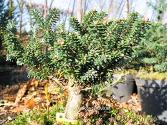 Abies koreana 'Oberon' - Konifeer - Hortus Conclusus  - 1