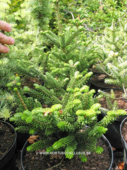 Abies koreana 'Oberon' - Konifeer - Hortus Conclusus  - 2