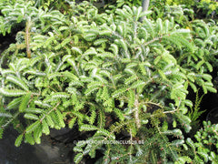 Abies koreana 'Piccolo' - Konifeer - Hortus Conclusus  - 1