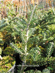 Abies koreana 'Piccolo' - Konifeer - Hortus Conclusus  - 2
