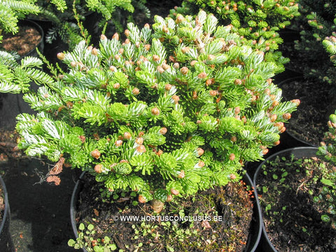 Abies koreana 'Silberperl'