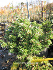 Abies koreana 'Silberperl' - Konifeer - Hortus Conclusus  - 2