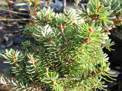 Abies koreana 'Silberperl' - Konifeer - Hortus Conclusus  - 3
