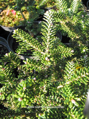 Abies koreana 'Stolwijck no. 2' - Konifeer - Hortus Conclusus  - 1