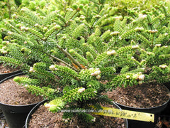Abies koreana 'Stolwijck no. 2' - Konifeer - Hortus Conclusus  - 2
