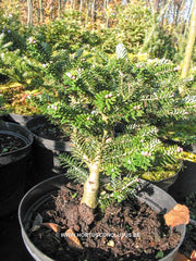 Abies koreana 'Stolwijck no. 2' - Konifeer - Hortus Conclusus  - 3