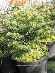 Abies koreana 'Tundra' - Konifeer - Hortus Conclusus  - 1
