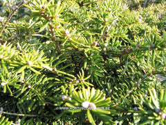 Abies koreana 'Tundra' - Konifeer - Hortus Conclusus  - 2