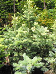 Abies lasiocarpa 'Compacta' - Konifeer - Hortus Conclusus  - 1