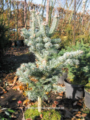 Abies lasiocarpa 'Compacta' - Konifeer - Hortus Conclusus  - 2