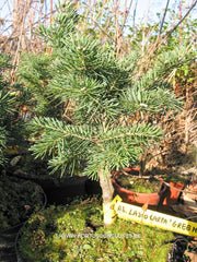 Abies lasiocarpa 'Green Globe' - Konifeer - Hortus Conclusus  - 2