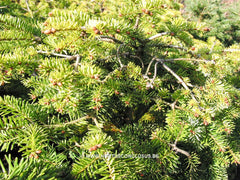 Abies nordmanniana 'Barabits' Compact' - Konifeer - Hortus Conclusus  - 2