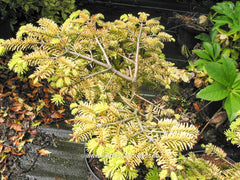 Abies nordmanniana 'Golden Spreader' - Konifeer - Hortus Conclusus  - 1
