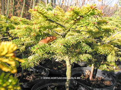 Abies nordmanniana 'Golden Spreader' - Konifeer - Hortus Conclusus  - 2