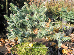 Abies pinsapo 'Horstmann' - Konifeer - Hortus Conclusus  - 1