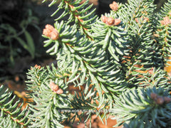 Abies pinsapo 'Horstmann' - Konifeer - Hortus Conclusus  - 2