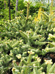 Abies pinsapo 'Horstmann' - Konifeer - Hortus Conclusus  - 3