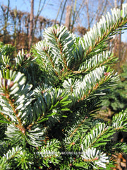 Abies veitchii 'Hedergott' - Konifeer - Hortus Conclusus  - 1