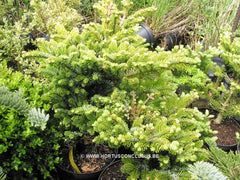 Abies veitchii 'Hedergott' - Konifeer - Hortus Conclusus  - 2