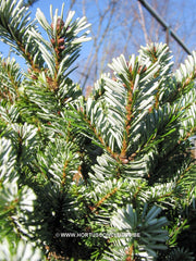 Abies veitchii 'Hedergott' - Konifeer - Hortus Conclusus  - 3