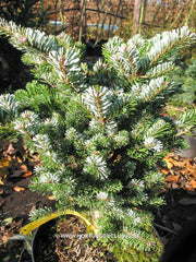 Abies veitchii 'Hedergott' - Konifeer - Hortus Conclusus  - 4