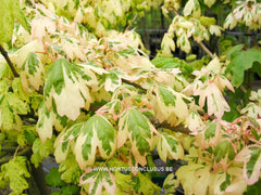 Acer campestre 'Carnival' - Sierboom - Hortus Conclusus  - 1