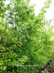 Acer campestre 'Emerald Queen' - Sierboom - Hortus Conclusus  - 1